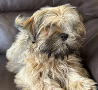 Brindle, a male Shih Tzu for sale in Coatsburg, IL – 4 of 6