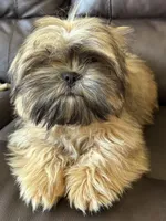 Copper, a male Shih Tzu for sale in Coatsburg, IL – 6 of 8