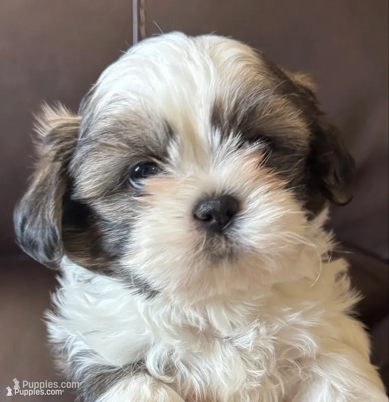 Grey Collar – Shih Tzu puppy for sale in Coatsburg, IL