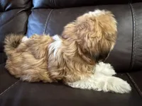 Sassy (red collar), a female Shih Tzu for sale in Coatsburg, IL – 2 of 5