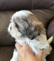 Grey Collar, a male Shih Tzu for sale in Coatsburg, IL – 7 of 9
