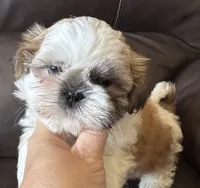 Brown Collar, a male Shih Tzu for sale in Coatsburg, IL – 4 of 10