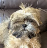 Copper, a male Shih Tzu for sale in Coatsburg, IL – 7 of 8