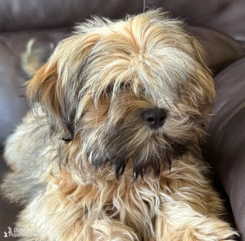 Brindle – Shih Tzu puppy for sale in Coatsburg, IL