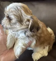 Blue Collar, a male Shih Tzu for sale in Coatsburg, IL – 5 of 9