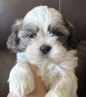 Grey Collar, a male Shih Tzu for sale in Coatsburg, IL – 3 of 9