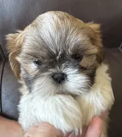 Orange Collar, a male Shih Tzu for sale in Coatsburg, IL – 9 of 9