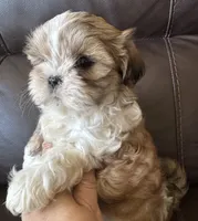 Yellow Collar, a female Shih Tzu for sale in Coatsburg, IL – 7 of 8