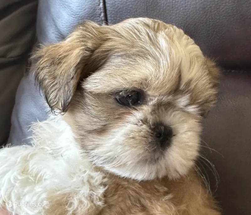Red Collar – Shih Tzu puppy for sale in Coatsburg, IL