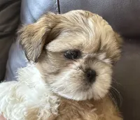 Red Collar, a female Shih Tzu for sale in Coatsburg, IL – 1 of 7