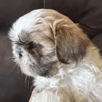 Brown Collar, a male Shih Tzu for sale in Coatsburg, IL – 6 of 10