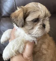 Red Collar, a female Shih Tzu for sale in Coatsburg, IL – 3 of 7