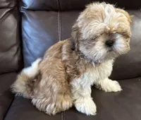 Sassy (red collar), a female Shih Tzu for sale in Coatsburg, IL – 4 of 5
