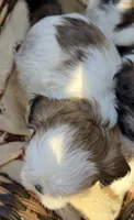 Daisy (yelllow collar), a female Shih Tzu for sale in Coatsburg, IL – 5 of 6