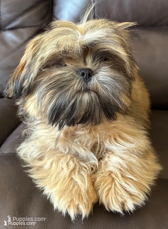 Copper – Shih Tzu puppy for sale in Coatsburg, IL