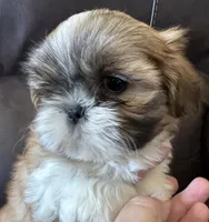 Orange Collar, a male Shih Tzu for sale in Coatsburg, IL – 2 of 9