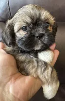 Pink Collar, a female Shih Tzu for sale in Coatsburg, IL – 5 of 7
