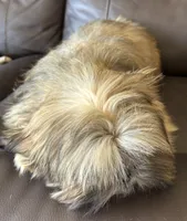 Copper, a male Shih Tzu for sale in Coatsburg, IL – 4 of 8