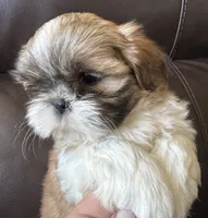 Orange Collar, a male Shih Tzu for sale in Coatsburg, IL – 3 of 9