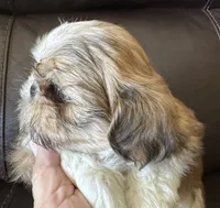 Blue Collar, a male Shih Tzu for sale in Coatsburg, IL – 2 of 9