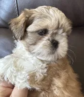 Red Collar, a female Shih Tzu for sale in Coatsburg, IL – 2 of 7