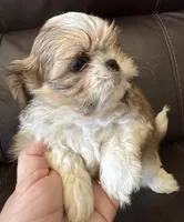 Blue Collar, a male Shih Tzu for sale in Coatsburg, IL – 8 of 9