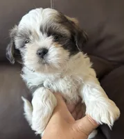 Grey Collar, a male Shih Tzu for sale in Coatsburg, IL – 5 of 9