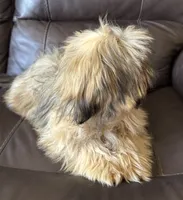 Copper, a male Shih Tzu for sale in Coatsburg, IL – 2 of 8
