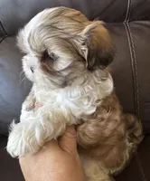 Yellow Collar, a female Shih Tzu for sale in Coatsburg, IL – 5 of 8
