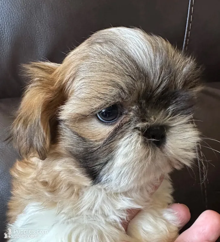 Orange Collar – Shih Tzu puppy for sale in Coatsburg, IL