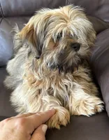Brindle, a male Shih Tzu for sale in Coatsburg, IL – 2 of 6