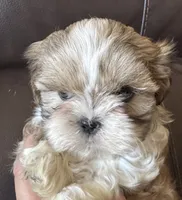 Yellow Collar, a female Shih Tzu for sale in Coatsburg, IL – 6 of 8
