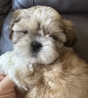 Red Collar, a female Shih Tzu for sale in Coatsburg, IL – 7 of 7
