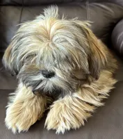 Brindle, a male Shih Tzu for sale in Coatsburg, IL – 3 of 6