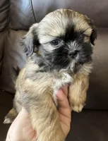 Green Collar, a male Shih Tzu for sale in Coatsburg, IL – 8 of 8