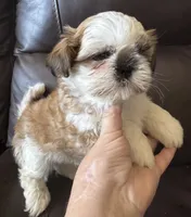 Brown Collar, a male Shih Tzu for sale in Coatsburg, IL – 10 of 10