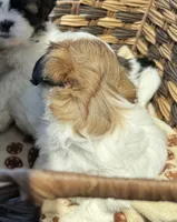 Daisy (yelllow collar), a female Shih Tzu for sale in Coatsburg, IL – 4 of 6