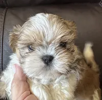 Blue Collar, a male Shih Tzu for sale in Coatsburg, IL – 9 of 9