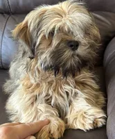 Brindle, a male Shih Tzu for sale in Coatsburg, IL – 6 of 6