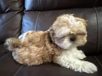 Sassy (red collar), a female Shih Tzu for sale in Coatsburg, IL – 3 of 5