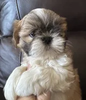 Orange Collar, a male Shih Tzu for sale in Coatsburg, IL – 4 of 9