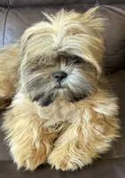 Copper, a male Shih Tzu for sale in Coatsburg, IL – 8 of 8