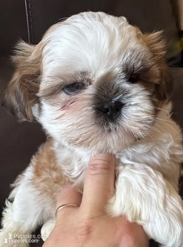 Brown Collar – Shih Tzu puppy for sale in Coatsburg, IL