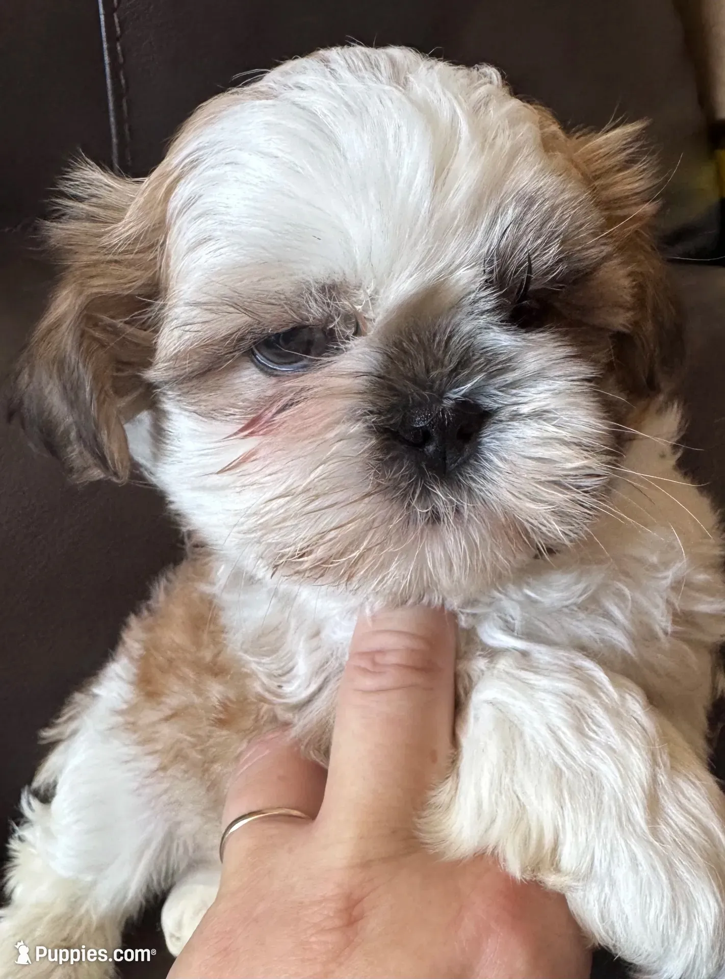 Brown Collar, a male Shih Tzu for sale in Coatsburg, IL – 1 of 10