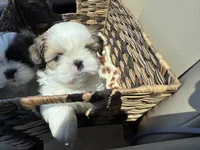 Daisy (yelllow collar), a female Shih Tzu for sale in Coatsburg, IL – 6 of 6