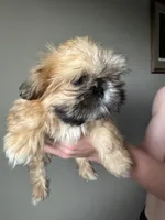 Red ((brown collar), a male Shih Tzu for sale in Coatsburg, IL – 5 of 5