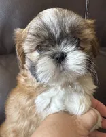 Orange Collar, a male Shih Tzu for sale in Coatsburg, IL – 5 of 9
