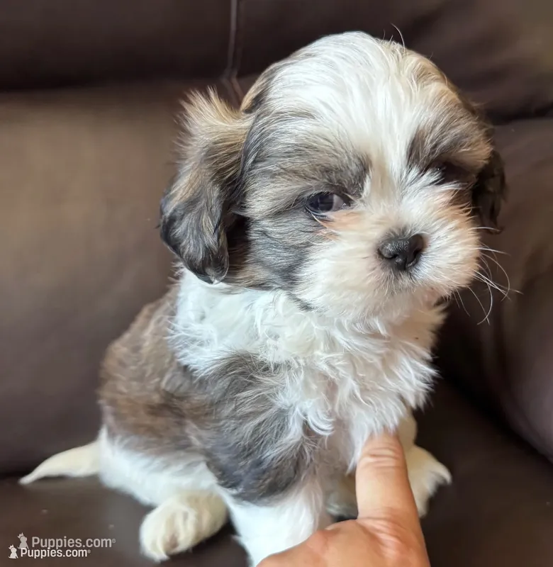 Blue Collar – Shih Tzu puppy for sale in Coatsburg, IL