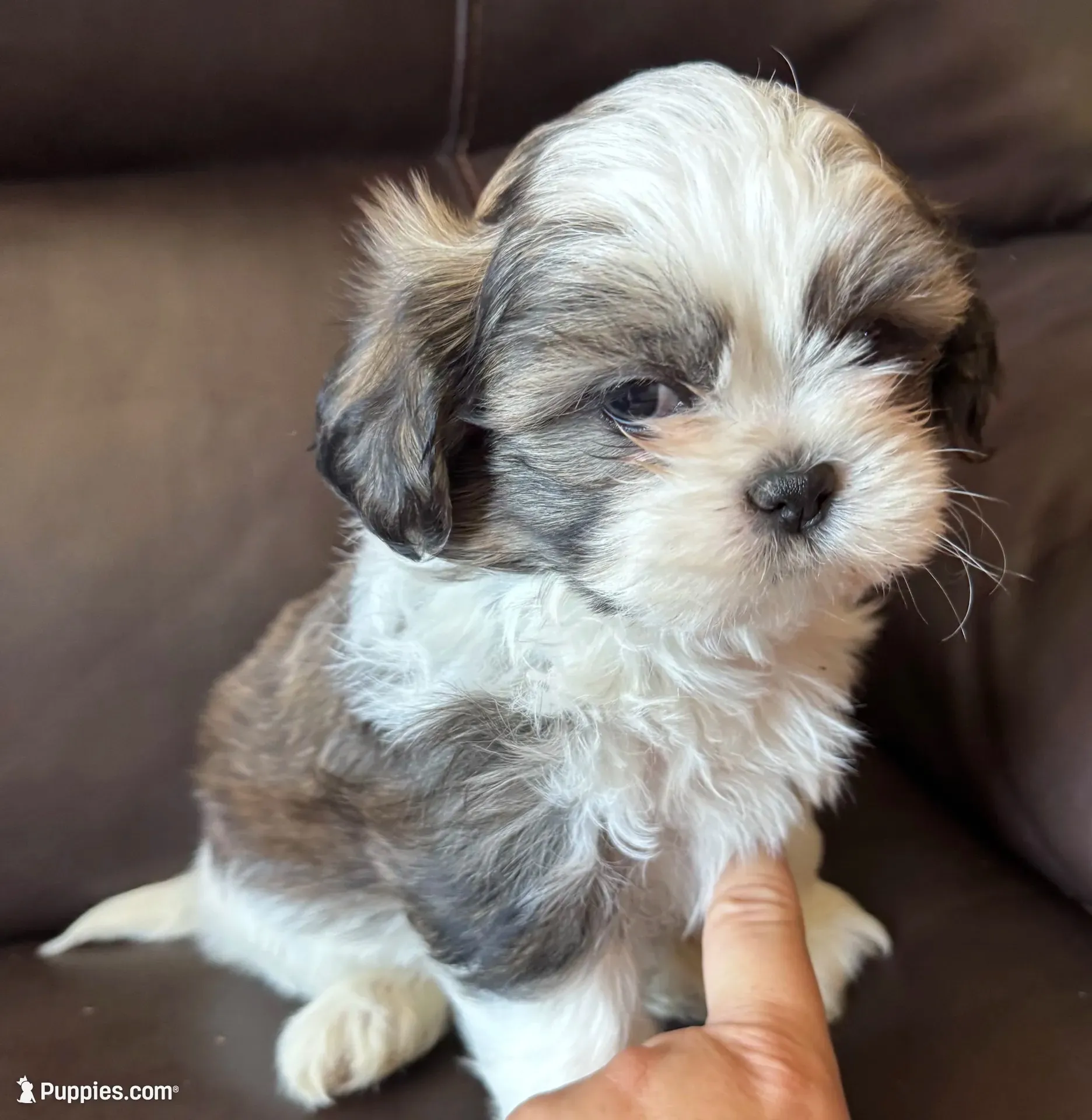 Blue Collar, a male Shih Tzu for sale in Coatsburg, IL – 1 of 9