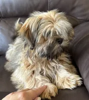 Brindle, a male Shih Tzu for sale in Coatsburg, IL – 5 of 6